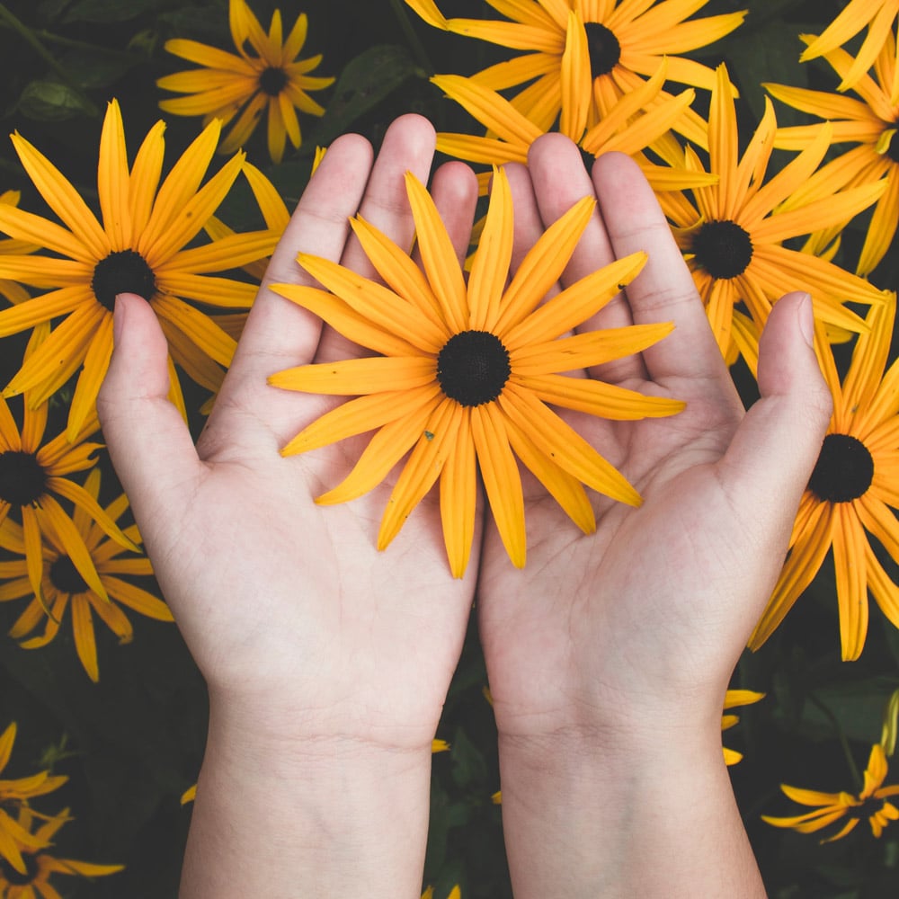 image de mains tenant une fleur orange et illustant la quiétude après une scéance de coaching de vie